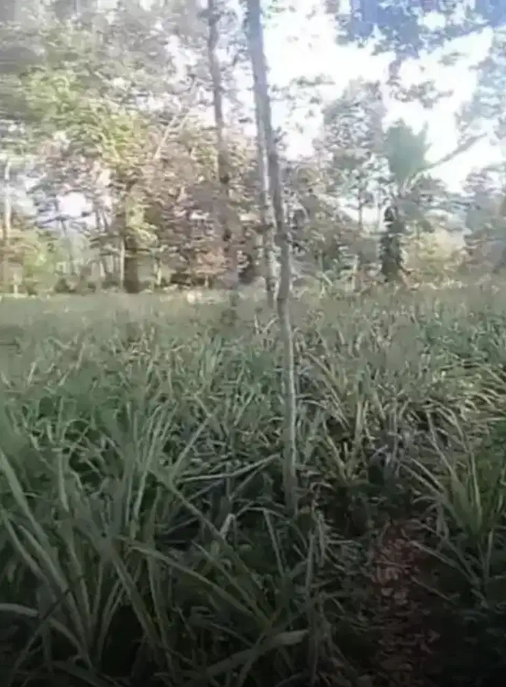 Kebun Nanas Durian 10.000m2 100rb per meter Sanca Ciater