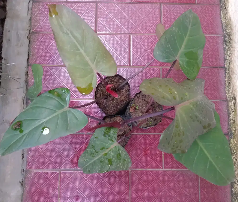 Tanaman Hias Philodendron Dark Lord