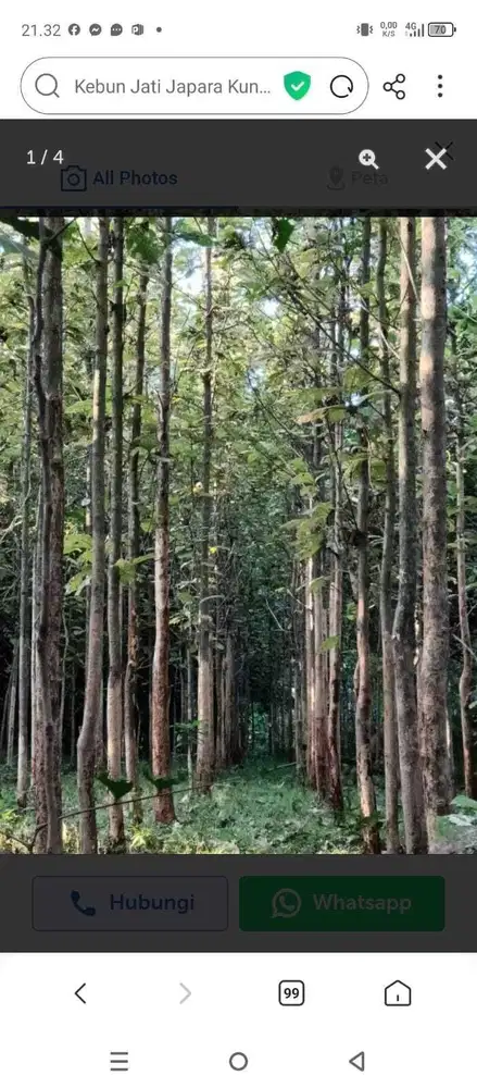 kebun Jati Japara Kuningan