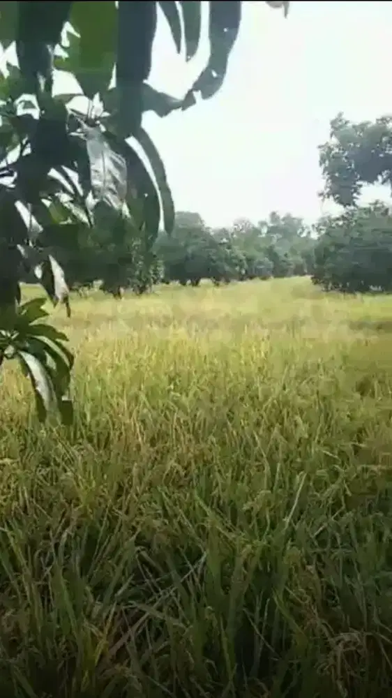 Sawah & Kebun Mangga Produktif Lt 14.000 m2 Gantar Indramayu