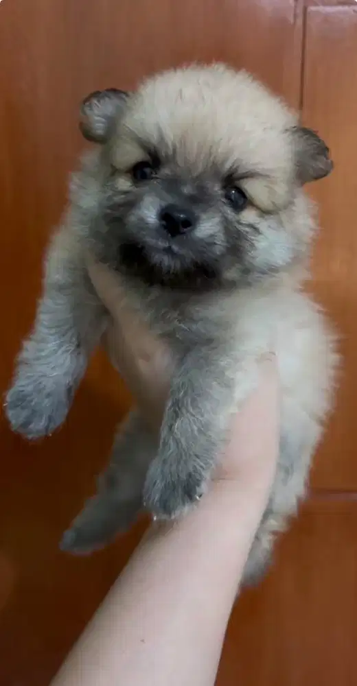 Pomeranian jantan anjing puppy