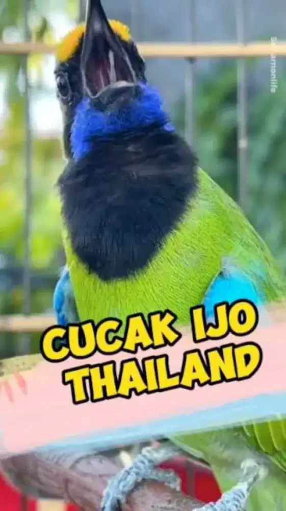 Burung fulset kandang