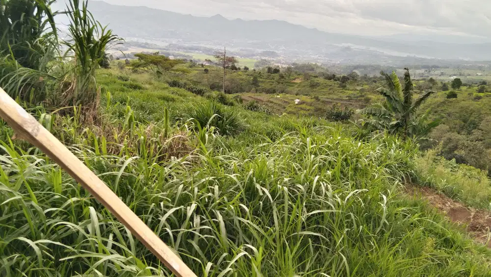 Jual kandang sapi cigugur