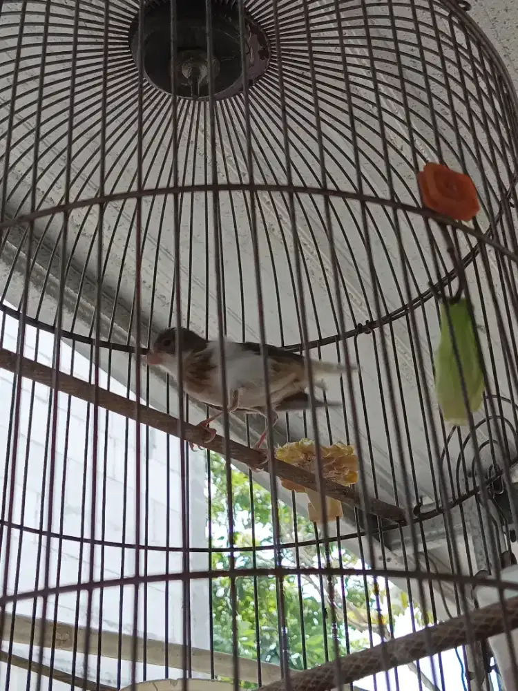 Burung kenari paud panda