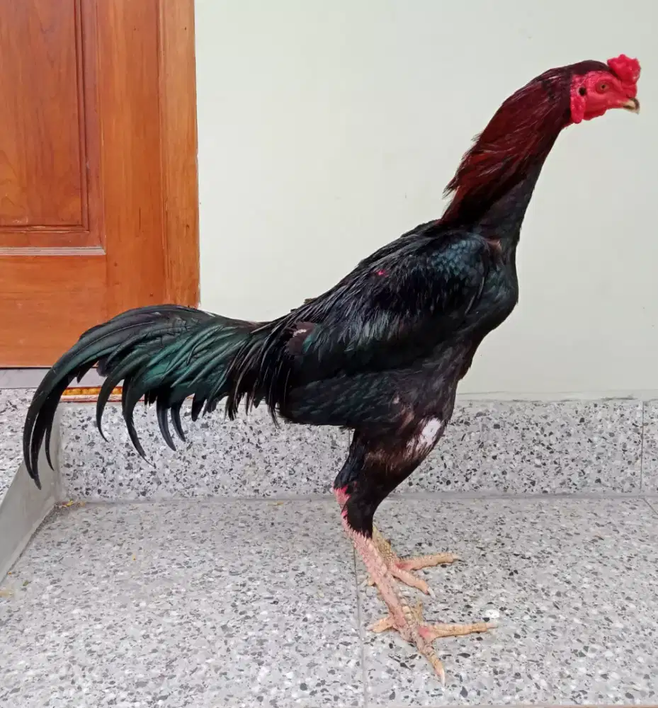 Ayam Bangkok Phanat x Khoytrad Usia 9 bulan Super