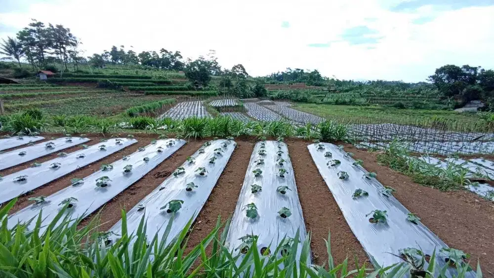 Dijual Tanah Kebun Murah View Cantik di Darangdan Purwakarta