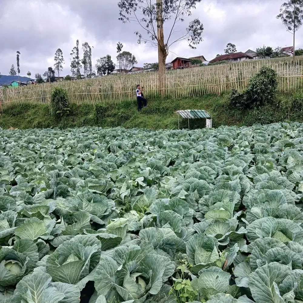 DIJUAL TANAH COCOK UNTUK VILLA