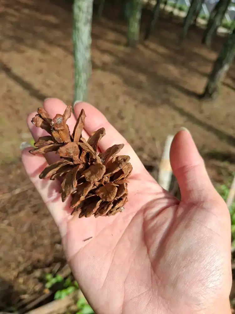 Pinus kering untuk dekorasi