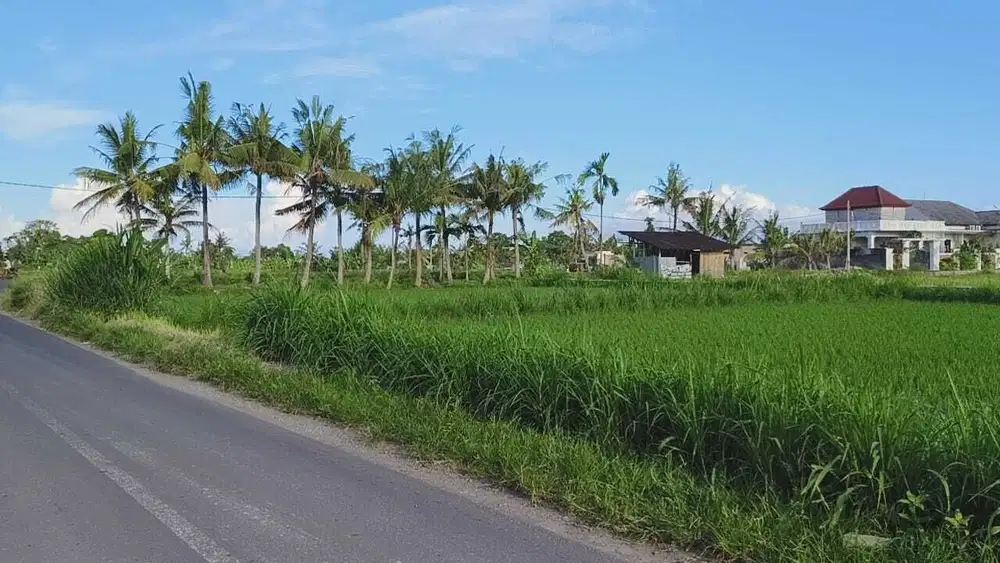 BUC 11 Are Pinggir jalan Utama Kawasan Villa di Pering Gianyar