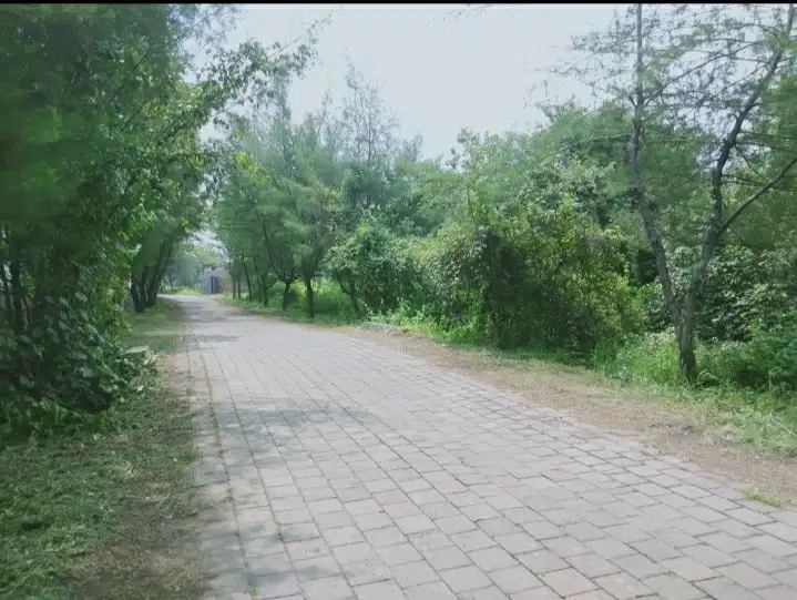 Tanah untuk perumahan di mangrove Wonorejo