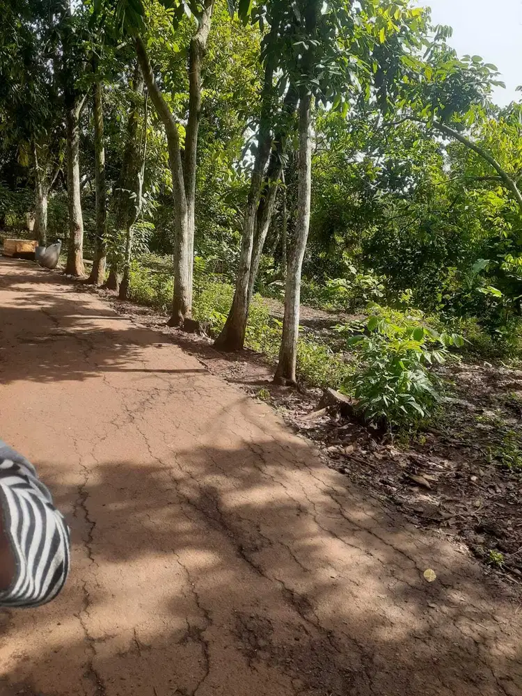 Dijual Tanah Kebun Rambutan di Desa Bungursari Purwakarta