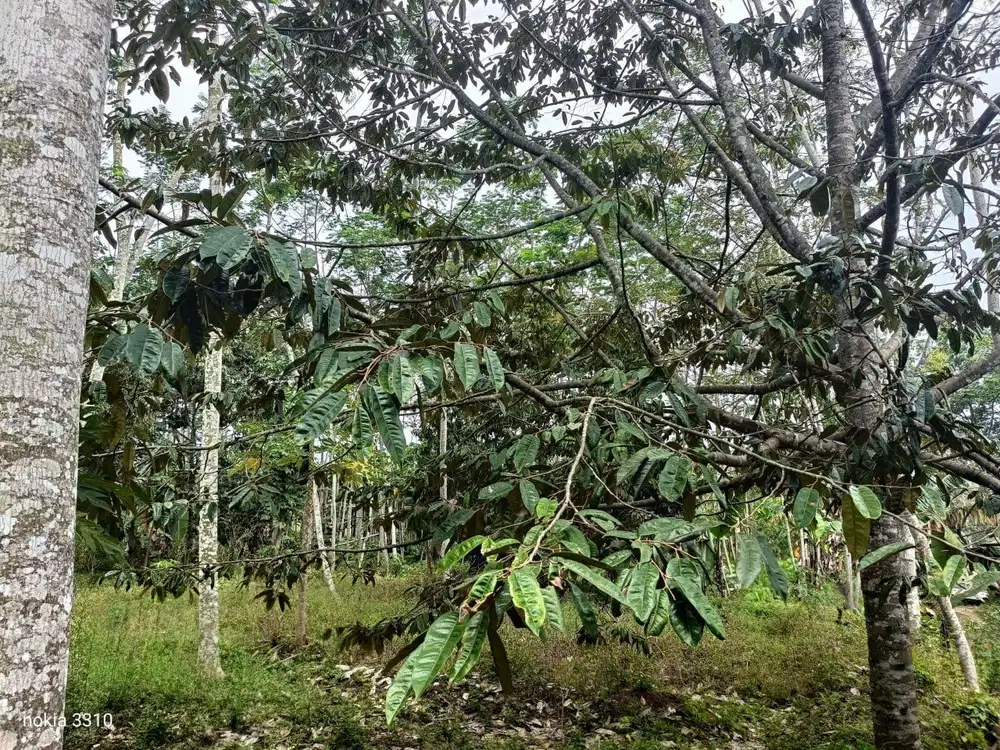 Butuh Uang! Jual Cepat Kebun Durian di Tajinan Kota Malang