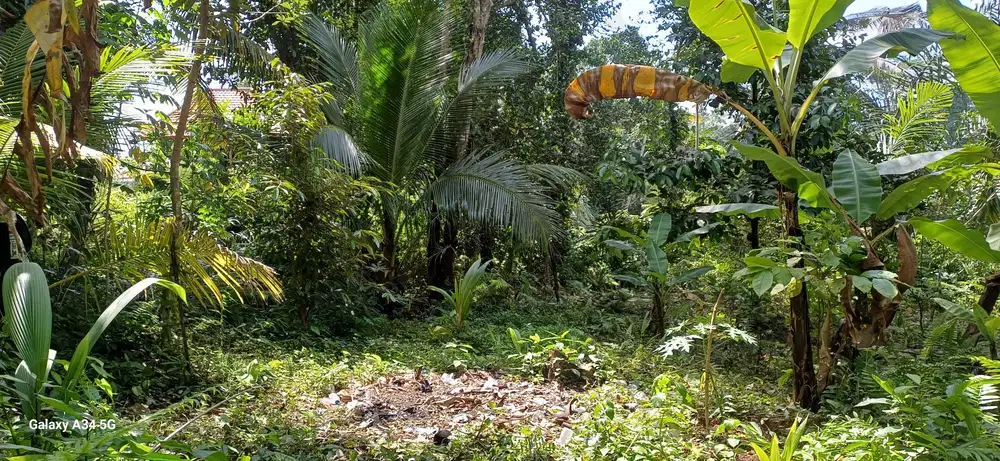 Disewakan tanah cantik view sawah dan sungai  di dekat kota ubud
