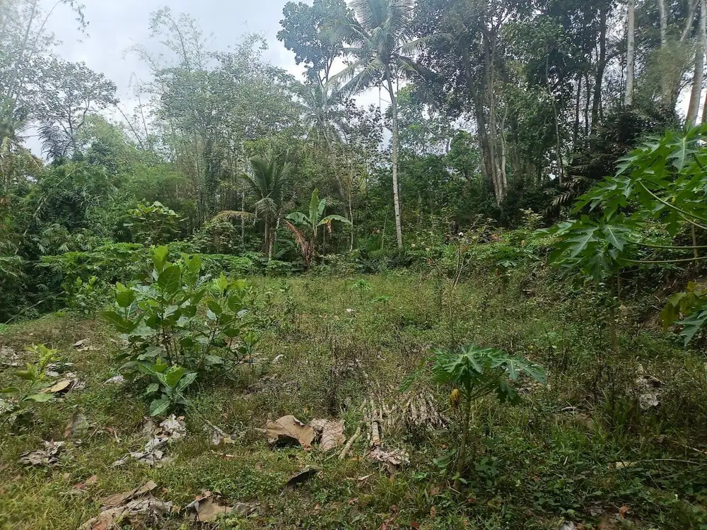 Dijual cepat Kebun Jeruk dan Pepaya Dekat Jalan Poros Kampung Wajak