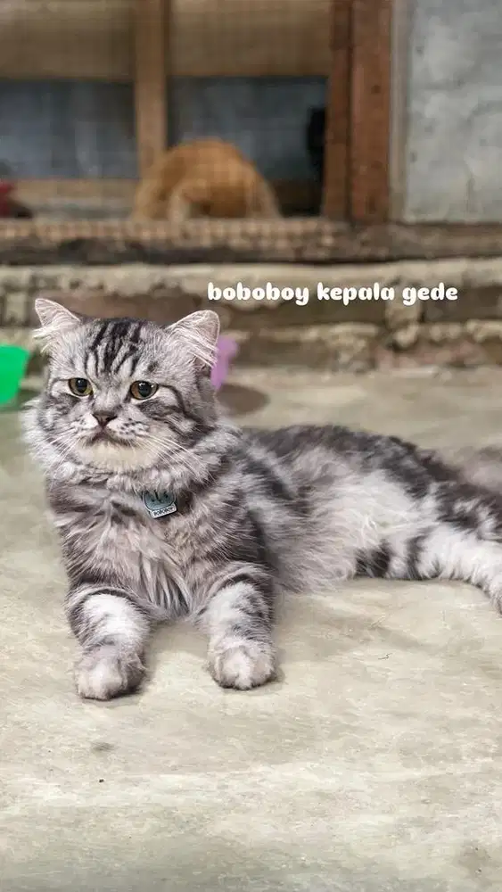kucing ras himalaya dan persia bigbone