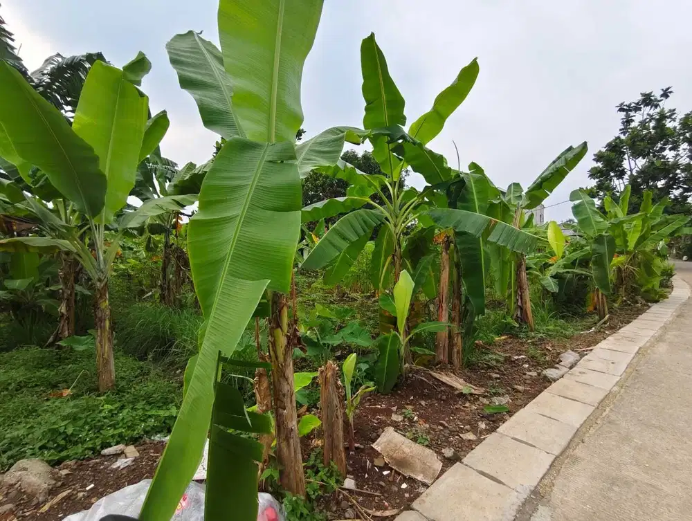 Tanah Strategis di Pagedangan BSD