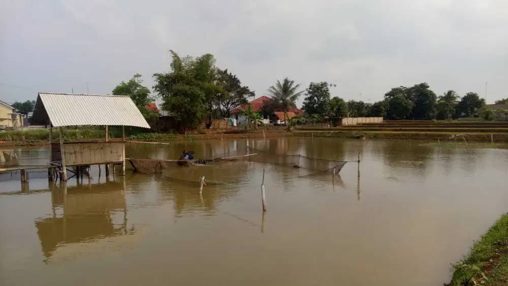 Dijual Murah Kolam Ikan Atau Balong di Pasawahan Purwakarta