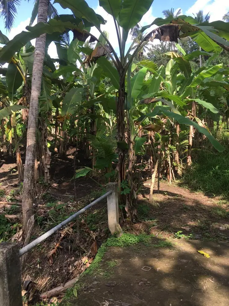 Tanah Lokasi Strategis Di Singapadu Ubud Gianyar Bali