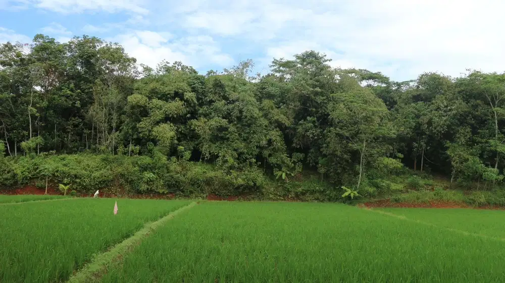 Dijual tanah sawah dan kebun di purwakarta jawabarat