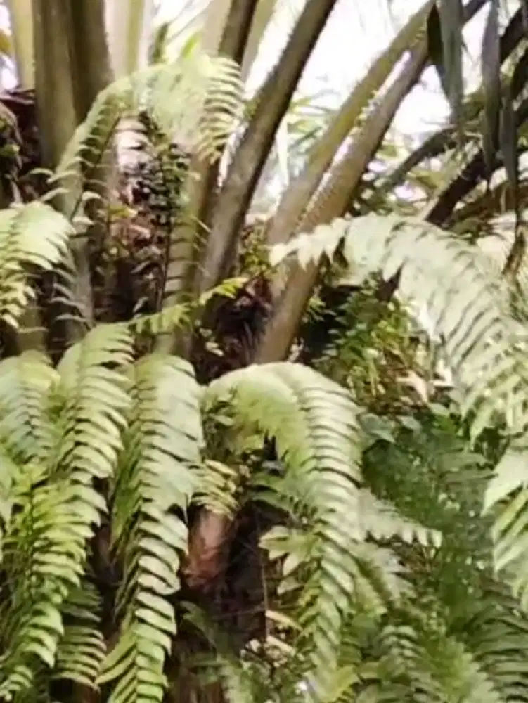 Dijual tanah kebun sawit produktif di Cigeulis, Pandeglang, 10 Ha, SHM