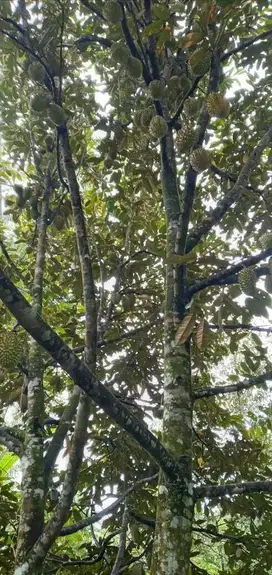 Dijual lahan luas bonus pohon duren di Sukabumi
