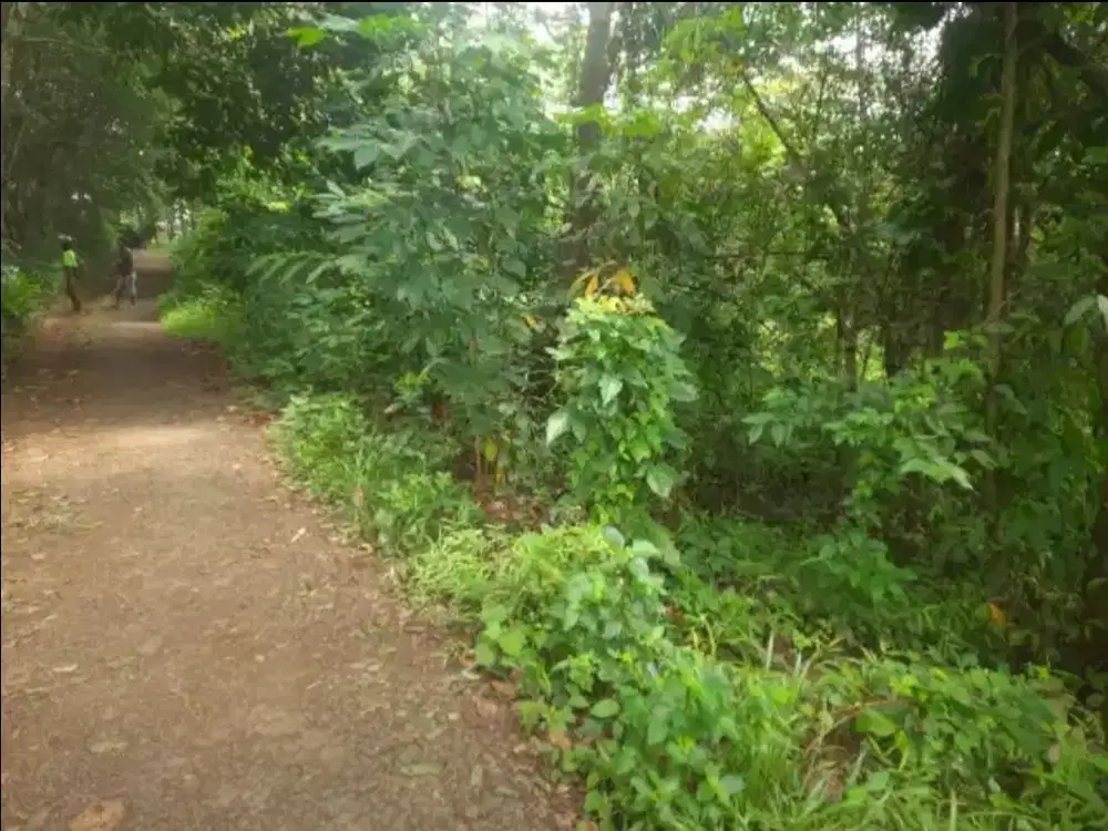 Dijual kebun murah 1568 m2 Subang mantap