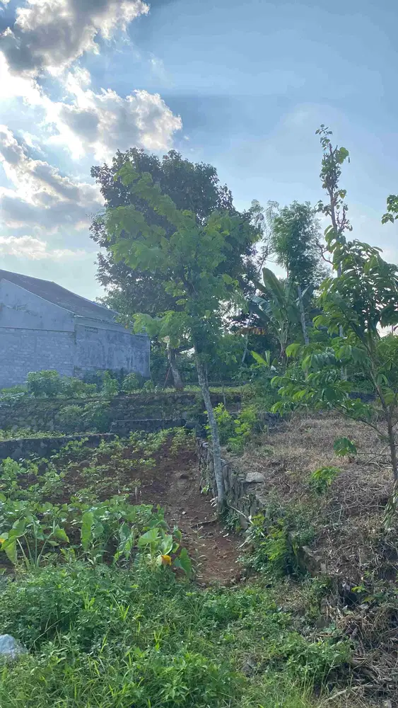 TANAH MURAH LUAS STRATEGIS DEKAT KAMPUS UNDIP TEMBALANG BULUSAN