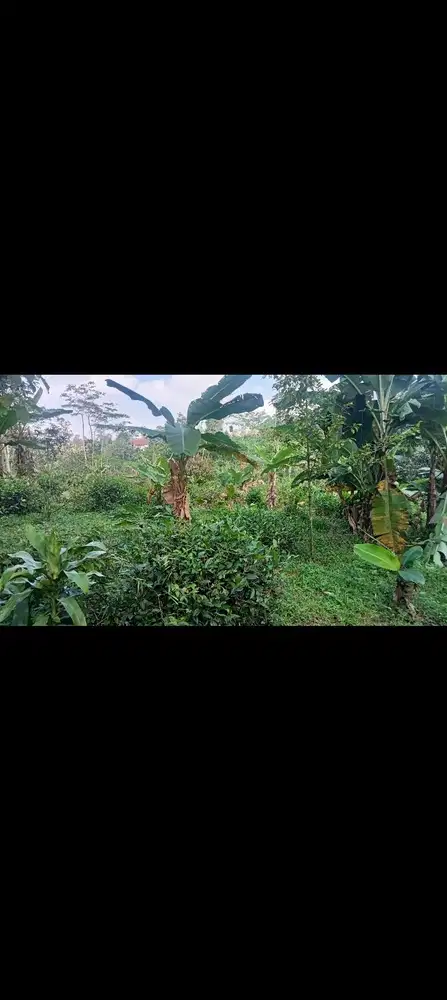 Tanah Kebun 2000 m, Dekat Jln Raya, Bojong. Purwakarta.