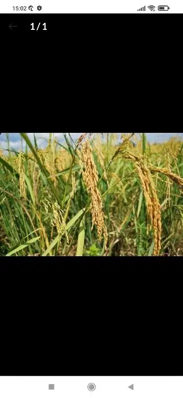 jual sawah desa Banjarsari Ciamis