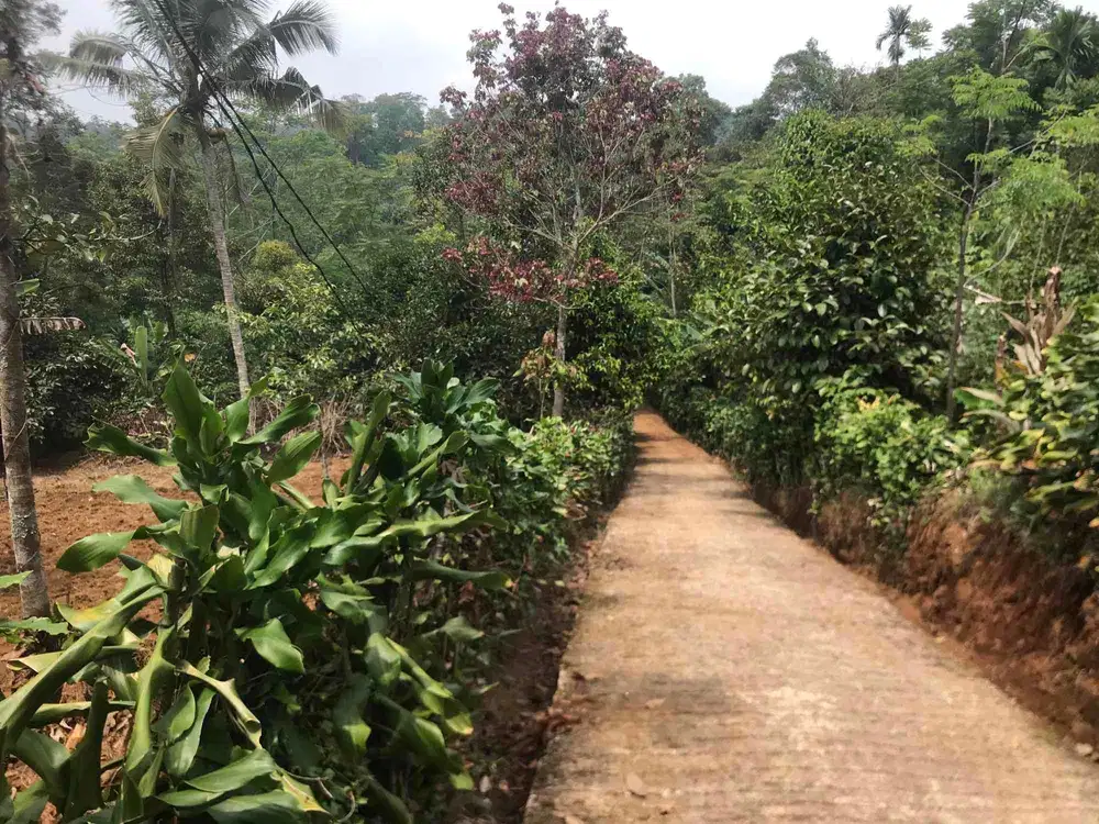 Di Jual Murah Kebun Pinggir Jalan Mobil