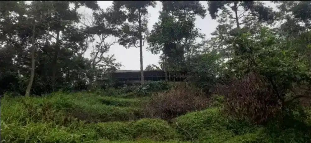 Dijual Kebun durian 1280 m2 jalan cagak Subang