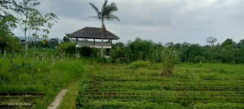 Tanah Murah dan ada kebun di daerah Cipanas Cianjur Bogor Jabar