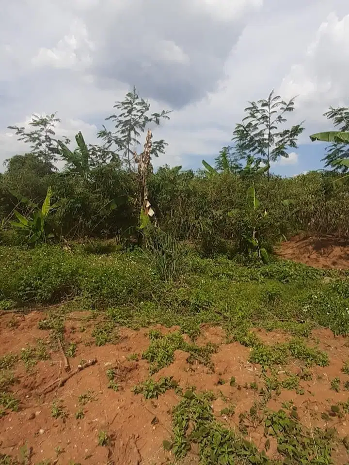 TANAH STRATEGIS DEKAT KAMPUS UNDIP LOKASI MULAWARMAN SELATAN