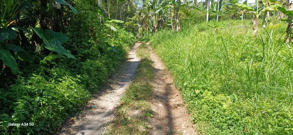 di jual tanah murah cantik di ubud tampaksiring zona pemukiman