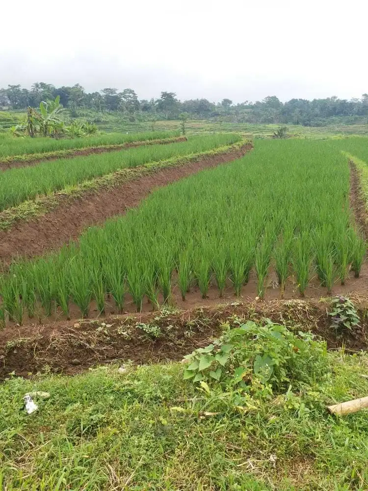 Jual tanah mandirancan