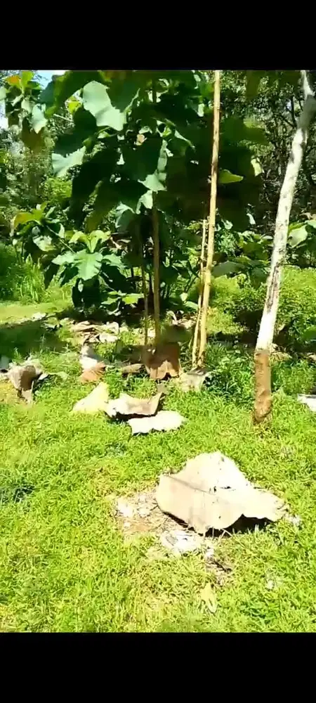 Jual tanah kalimanggis