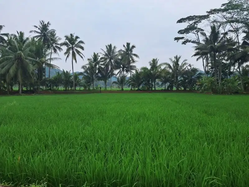 dijual sawah shm di daerah kota banjar jawa barat