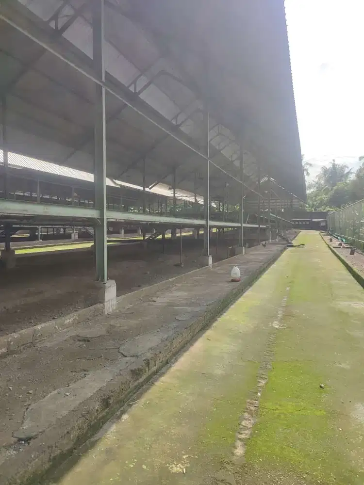 KANDANG AYAM 5000 EKOR DAN KEBUN DI LINGSAR
