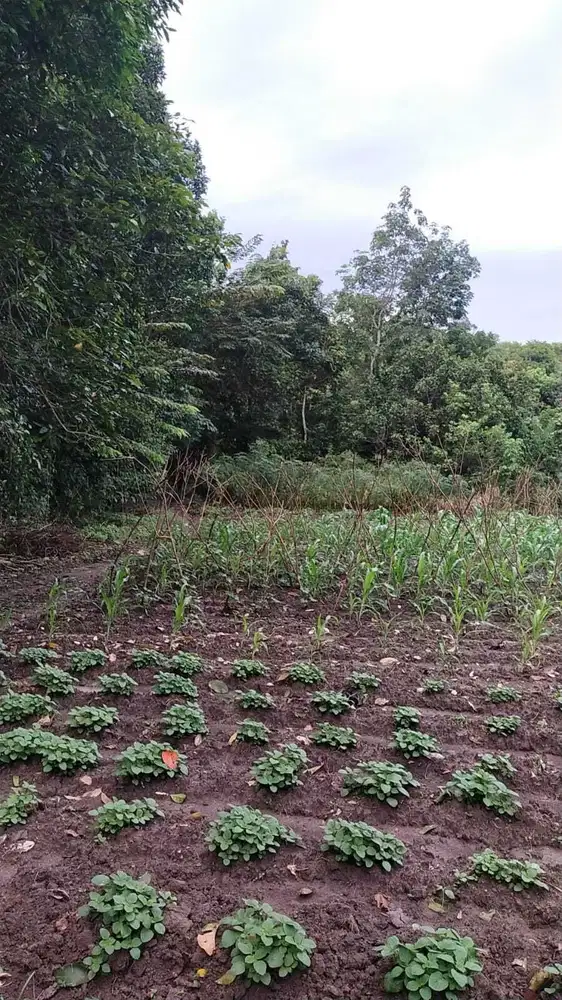 Tanah Murah dan Strategis di Citra Maja Raya Tangerang