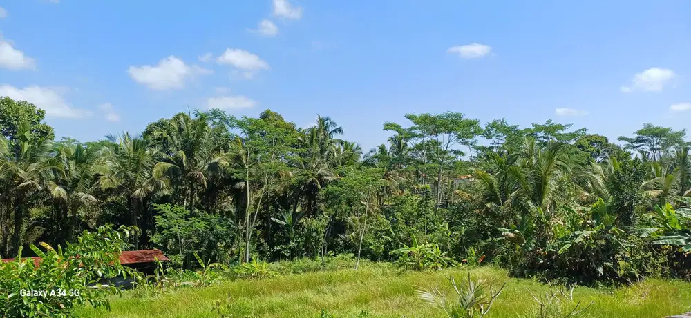tanah   cantik  dan strategis view sawah dan junggle sungai kecil.di ubud.