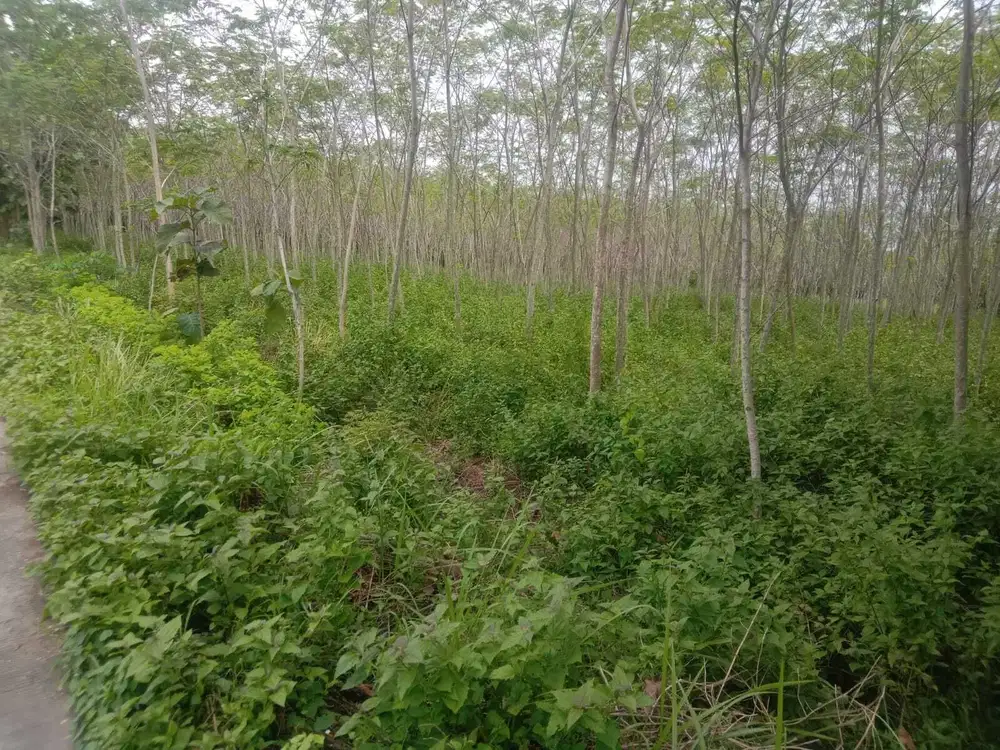 DIJUAL TANAH BUAT GUDANG INDUSTRI LOKASI WONOGIRI