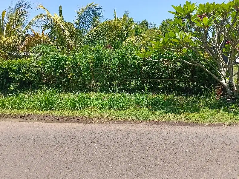 TANAH MURAH 5 ARE PINGGIR JALAN ASPAL DI DESA BALUK JEMBRANA
