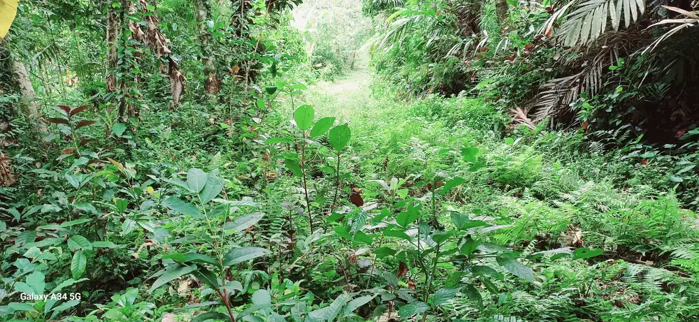 di kontrak kan tanah view lembah  hutan sungai 15 menit ke ubud kota