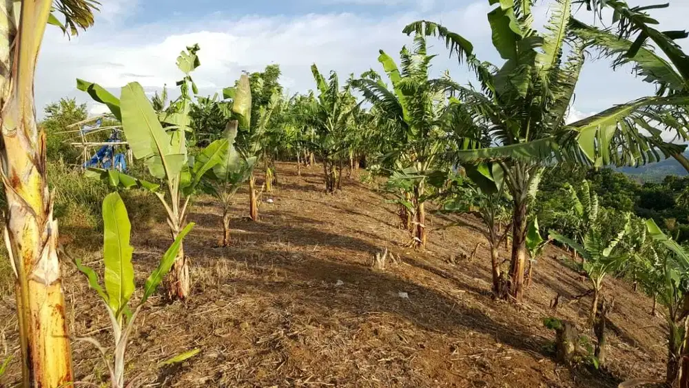 Dijual lahan 100 hektar di sukabumi jawabàrat