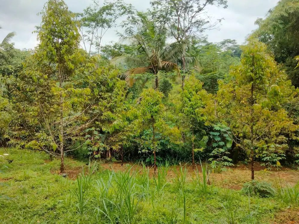 Jual Kebun Durian 1,5 Ha lebih Siap Berbuah di Purwokerto Surat SHM