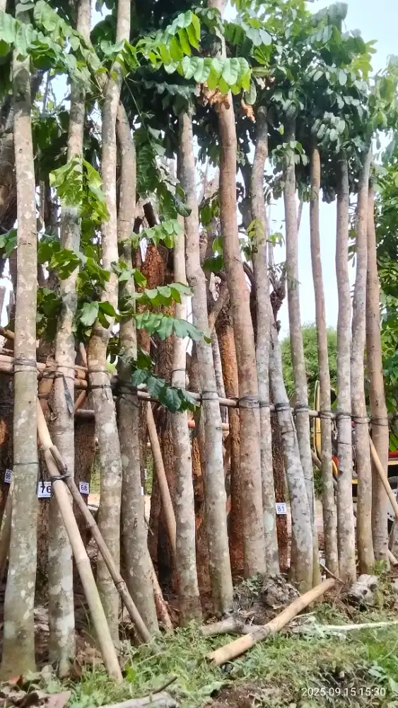 Tanaman mahoni/pohon mahoni