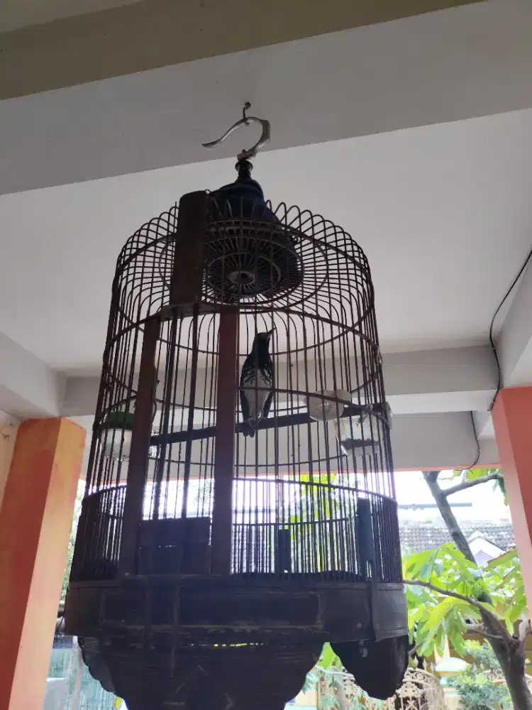 Anis kembang ngerol panjang