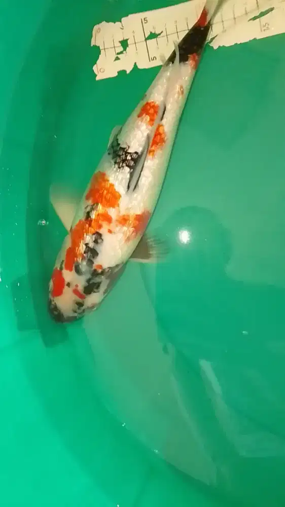 Ikan koi jenis Showa Ginrin 37cm