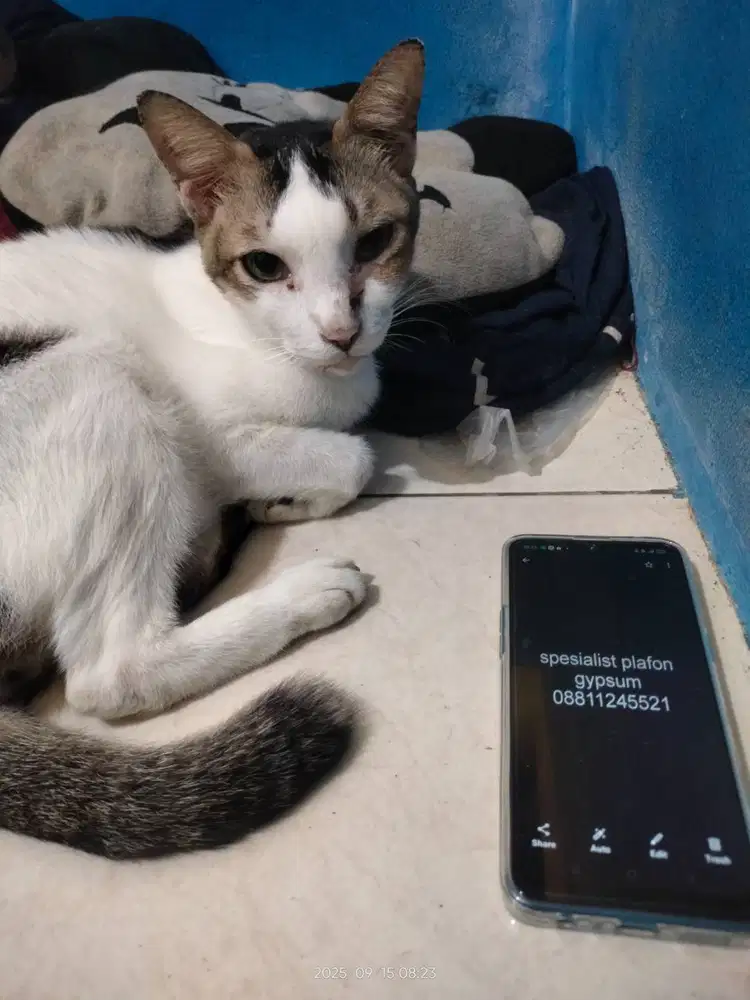 Bold cat murah siap saji gypsumn