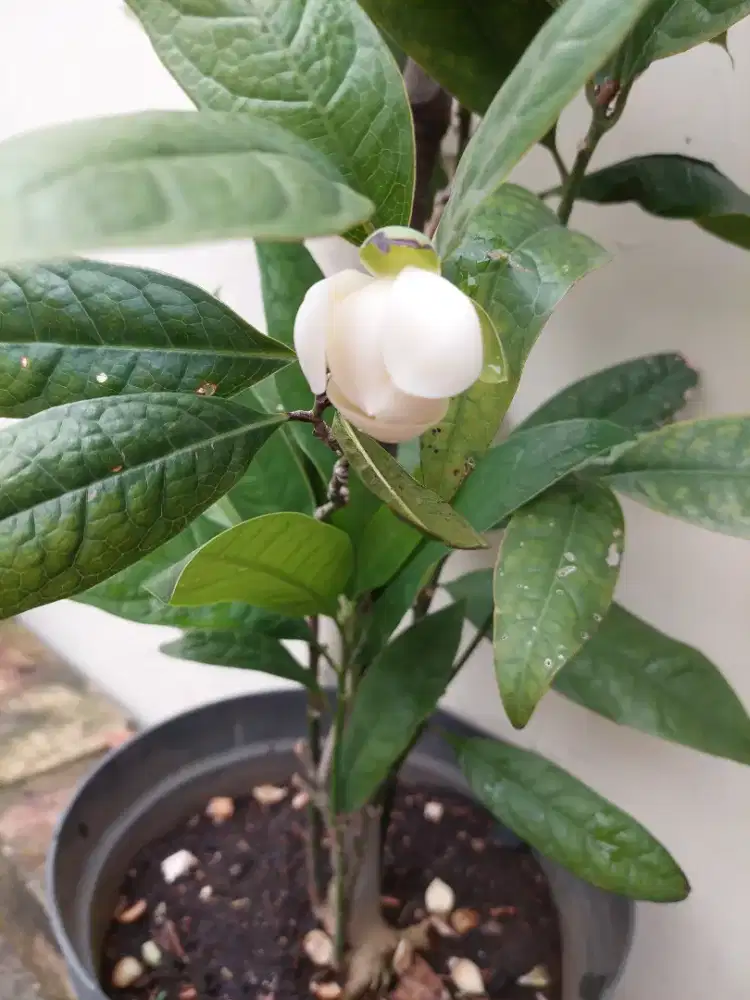 tanaman bunga cempaka/magnolia coco